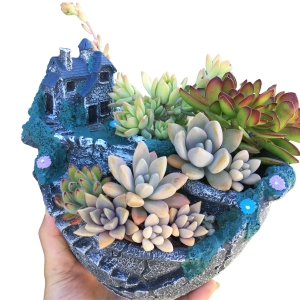 Succulent Plant Gift In A Cute Pot